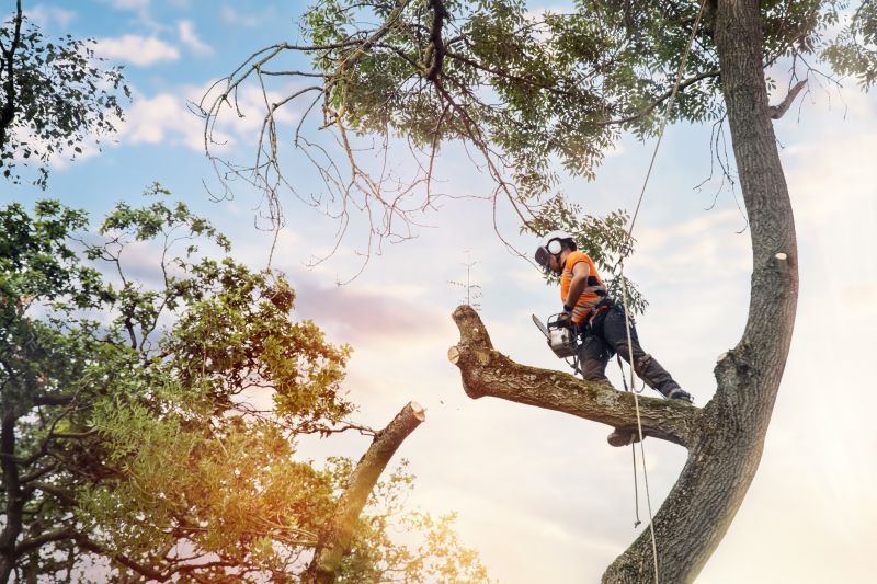 Arborist Tree Service
